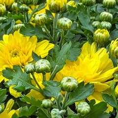 《士林官邸賞花趣》