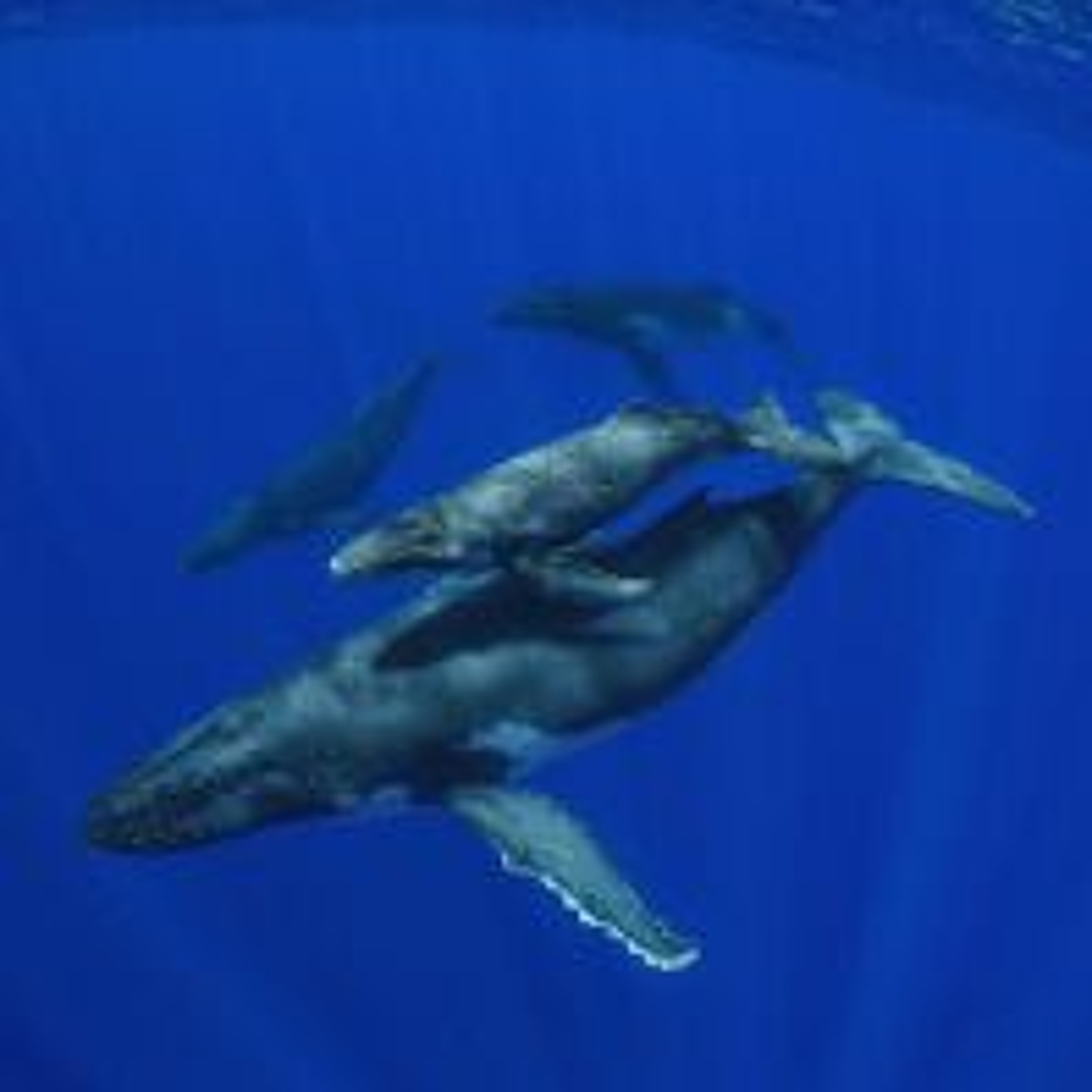 Ocean Warming Speeding Up, Oyster Shell Recycling, Secrets of the Whales and more episode artwork