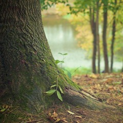 Ontspanningsmeditatie Sterk en stevig als een boom