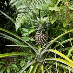 Plantation