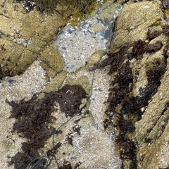 Asilomar Tide Pool