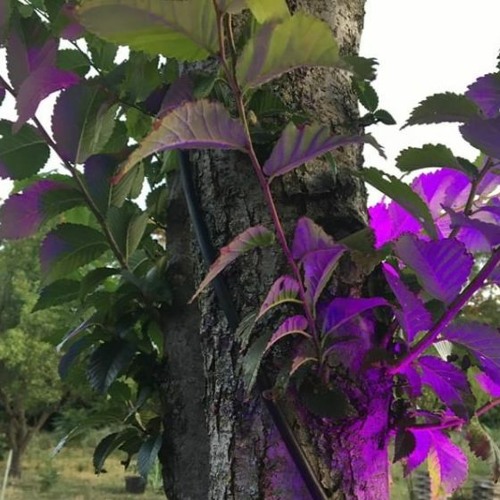 Pæbo @ Ballagi OpenAir part 3 ~ after noon comes the afternoon set ~ /2020.08.02\