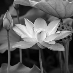 Blooming Lotus (Prod.webbPhantom)