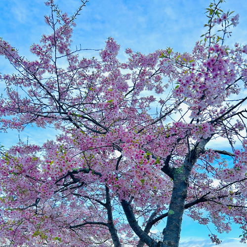 Mackside - Ye x Cole x 50 x Game x Grizzly -  Fletty Remix