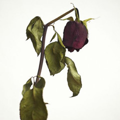 Dead Roses