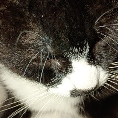 Jjschooin - freestyle