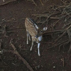 Dinsus - Sleepwalking (cover Bring Me The Horizon)