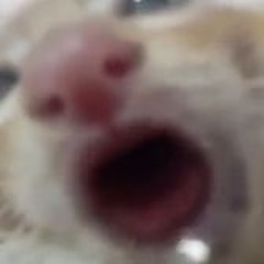 Seb