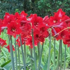 When I Think of Spring