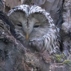 The defensive call of the Ural Owl