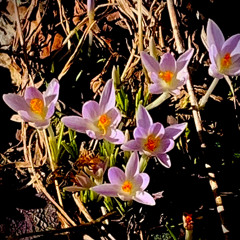 A Walk in the Quiet Woods of Early Spring