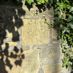 Ivy Dreams