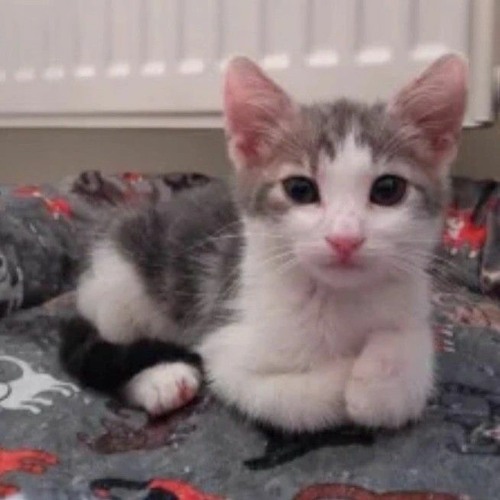 federasyon kultur zorunlu petlebi kedi sahiplenme bilsanatolye com