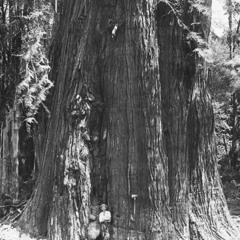 Sirits Of The Giant Trees