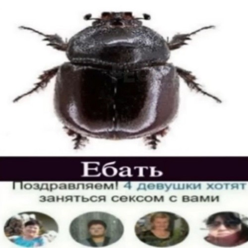 Войс чат все дела