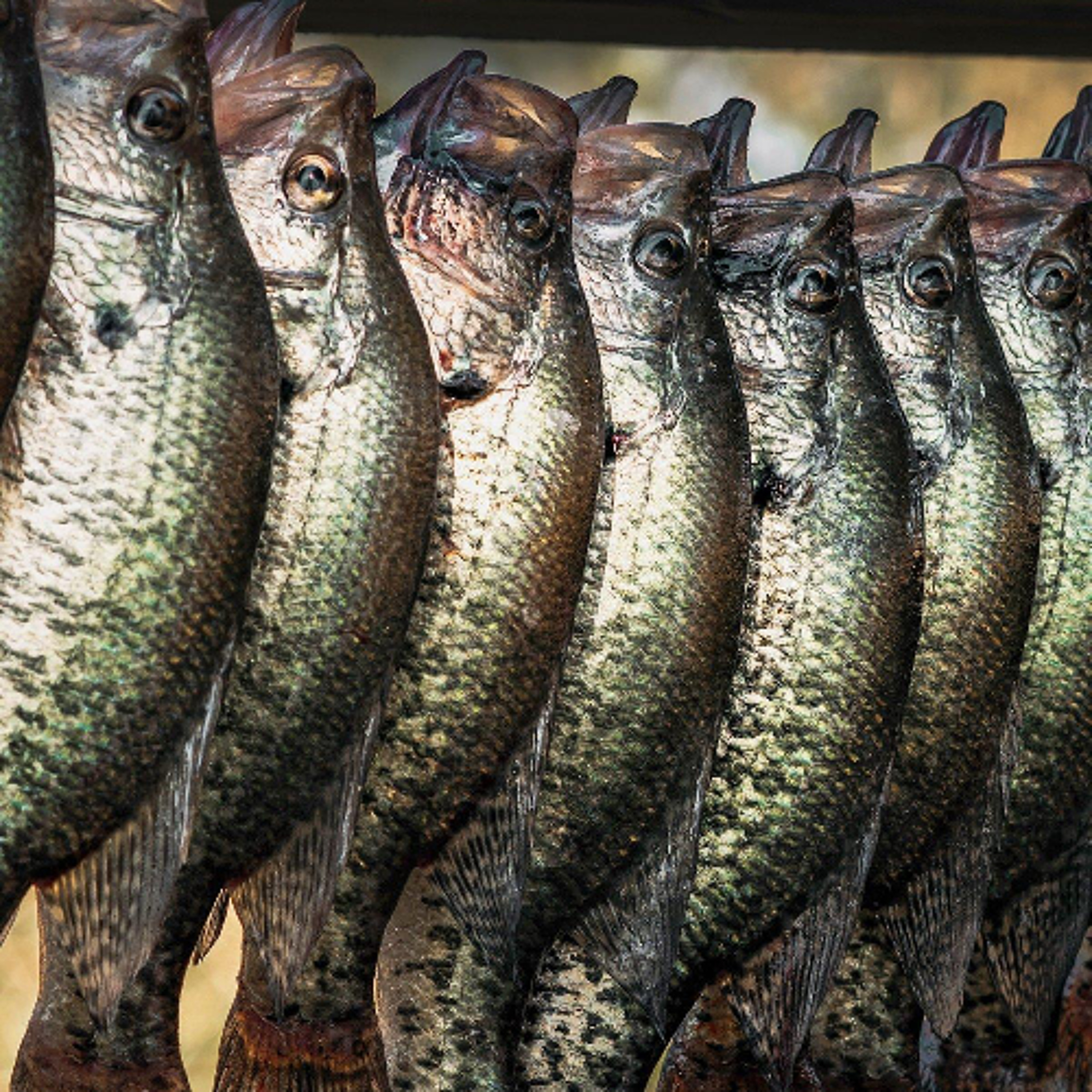 Crappie King