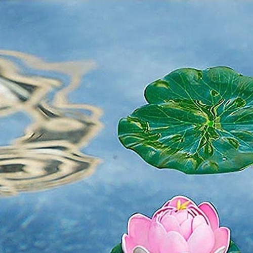Lily pads and sun drops