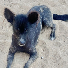 Morfeo (en la playa)