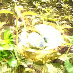 stevia (warset + sabrr)