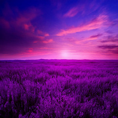 Wonderland