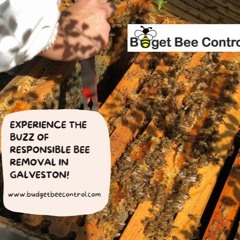 Budget Bee Control Guarantees Safe Bee Hive Removal In Houston!