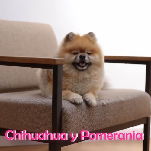 Chihuahua y Pomerania