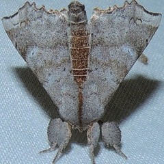 chrysalis moon