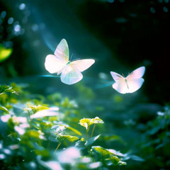 Butterflies (Prod. Sunset)