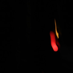 lơ thơ