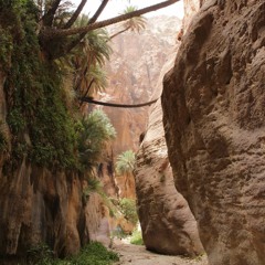 Cobe - Au fil du Wadi