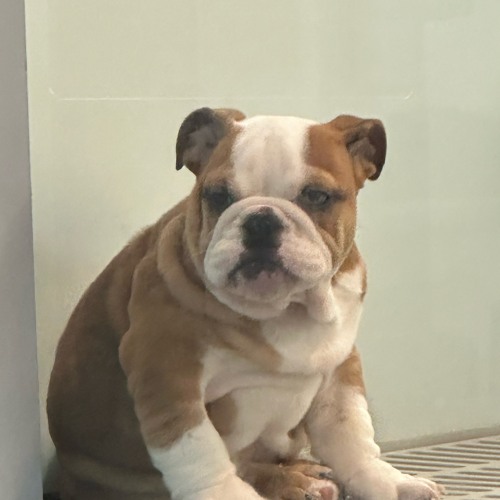 TARKOV (JACKZEBRA EVIL PLUGG TYPE BEAT)