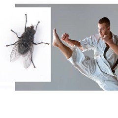 fly & kick