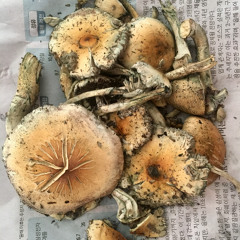 Soliko - Psyme - (Demo)  { @Solly Noama }