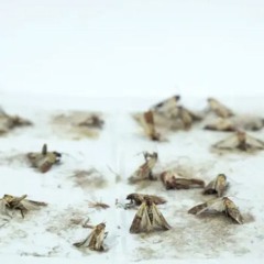 BRRainDanCEZz-bRRRoKkKE-ScAREZzz_bRReaKZzz-CARE_IDMentALchiMysTeRY