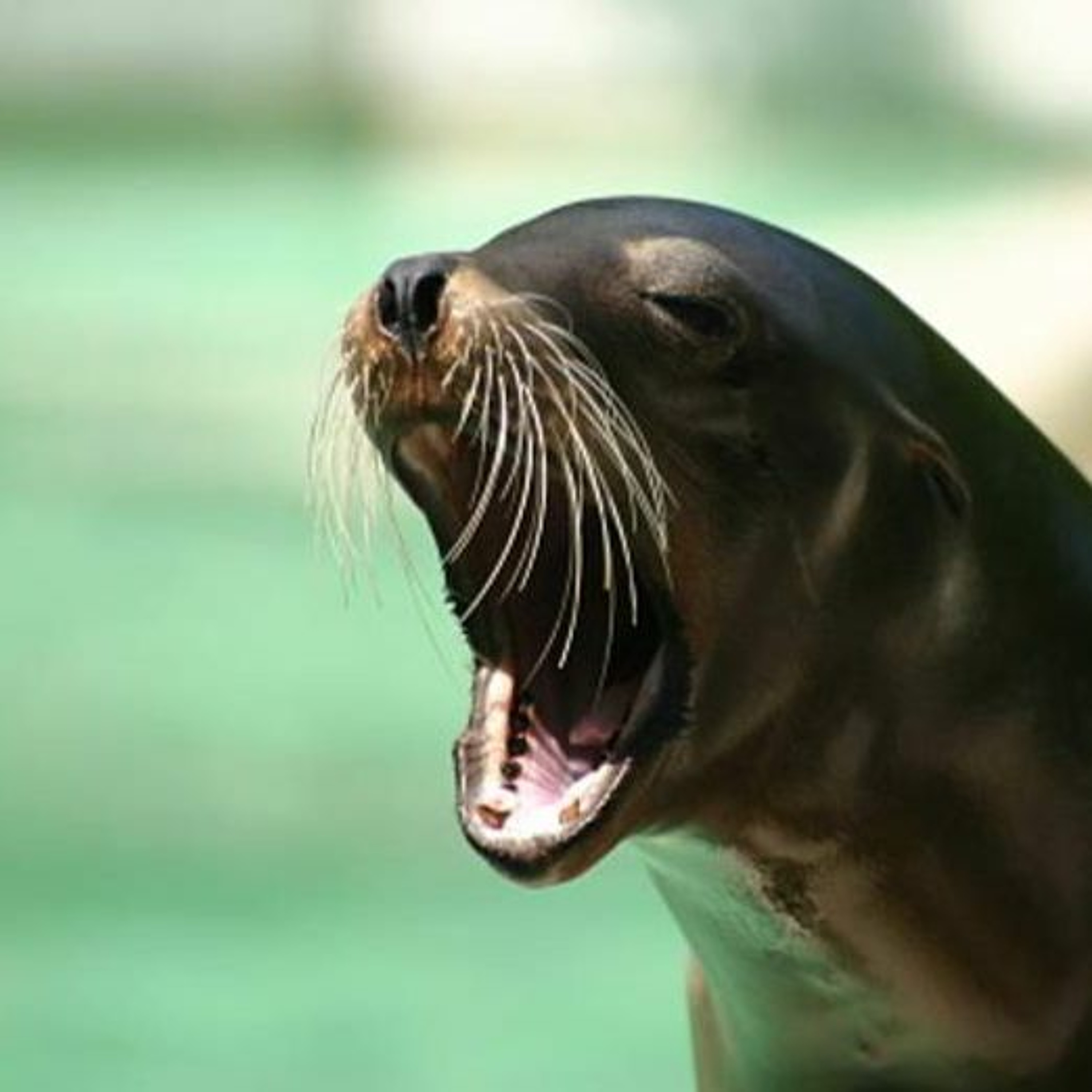 Ep 427: Show | Shelton & Magnabosco | How Does Street Epistemology Differ From Sealioning?