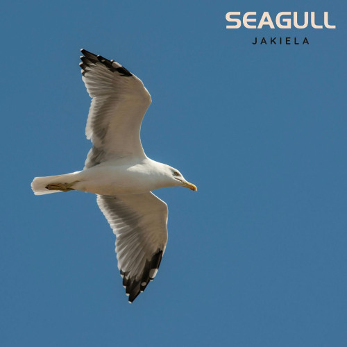 SEAGULL