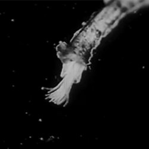 Remutation V (for orchestra) | 2019