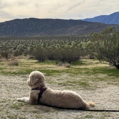 Borgo's Beats #3 - Desert Edition