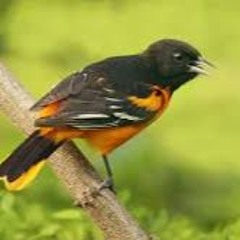 Good Fly Re - Mastered