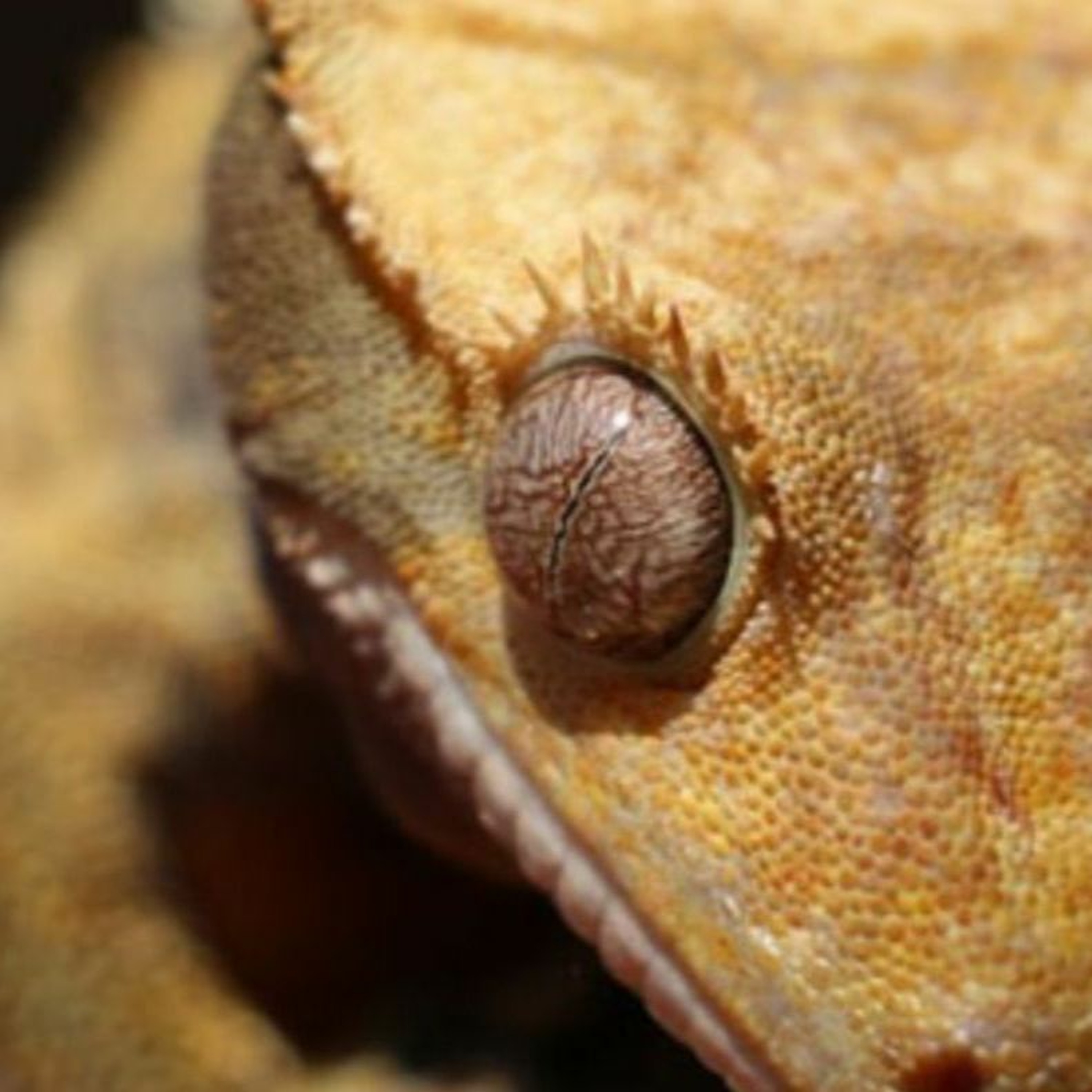 New Music from streamingkeys