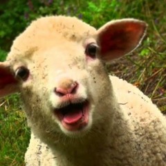 Audition #2: Lamb ("Mary Had a Little Lamb"/"The F*ckin Lamb Song")