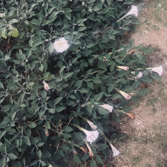 compassion (love myself)