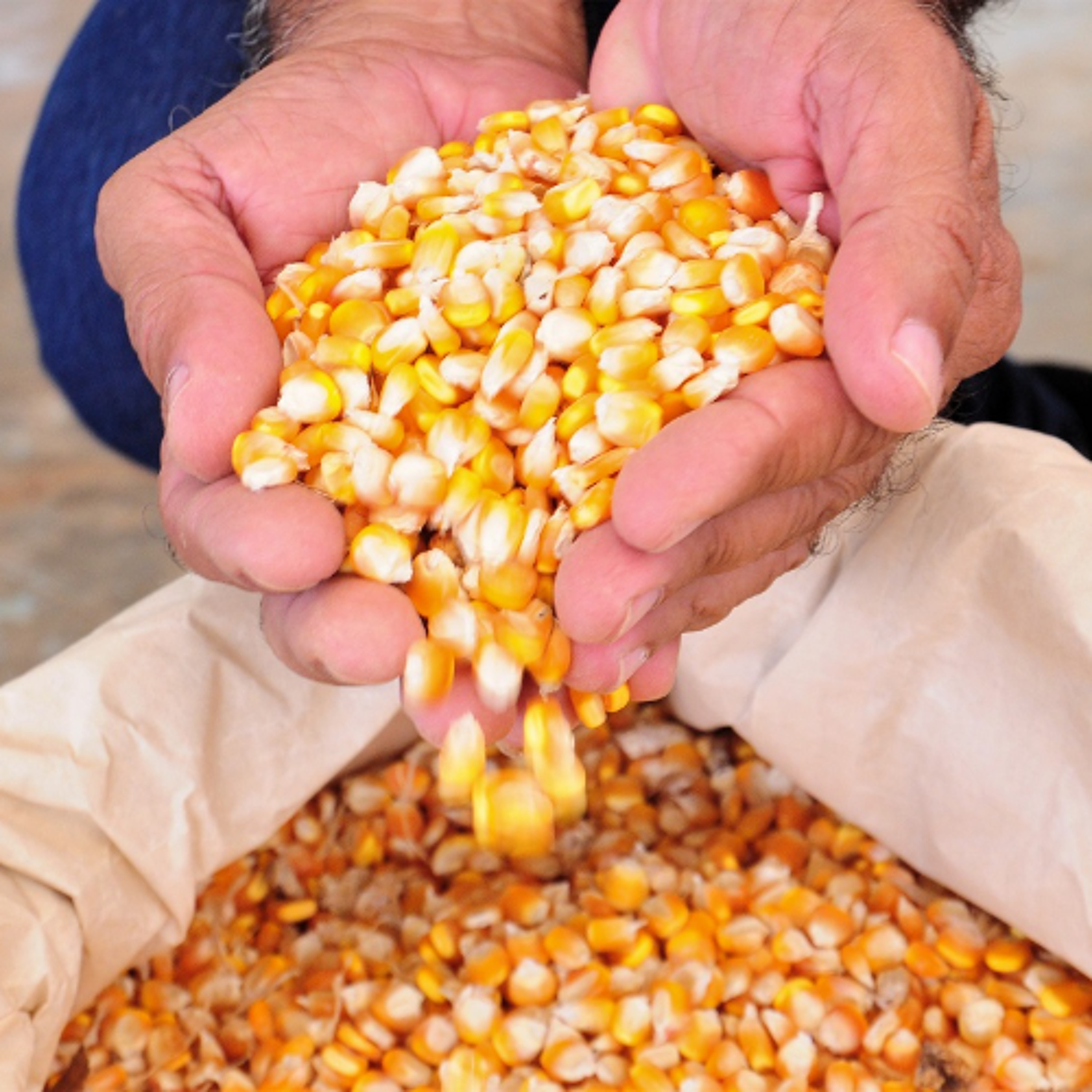 Governo de SC inicia distribuição de sementes de milho para mais de 43,5 mil famílias de agricultores