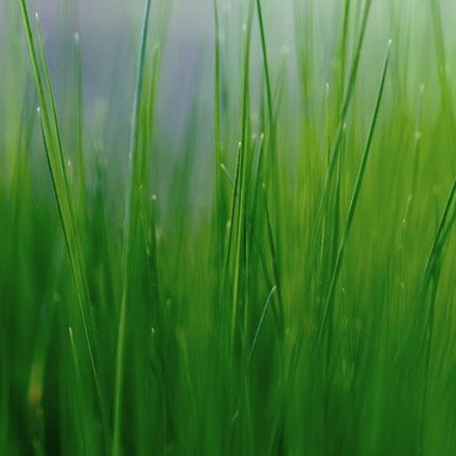 Blades Of Grass