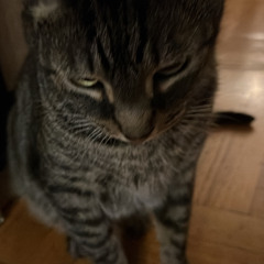 sad asf mad asf freestyle