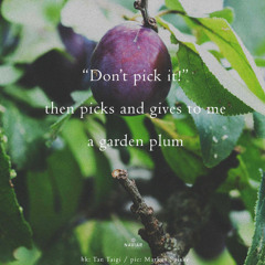 “Don’t pick it!” [naviarhaiku623]