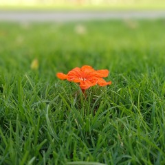 Sab Ho Jane De Full Video Song _ Mirzapur Season 2 Song 2020 _ Zarina And JP Yadav Dance .mp3