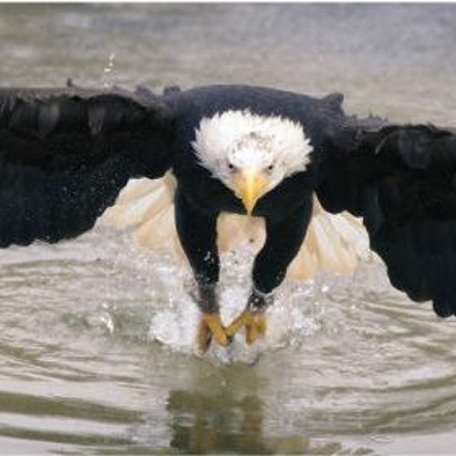Illest Eagle