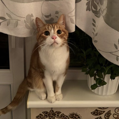 источник - форева (cover by asya)