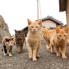 cats! ft satori, s7, shirokin, cxsh!, aydenn!, sarah